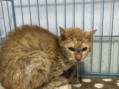 -爱贝特动物医院·猫口炎专科