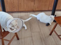 -有猫主题·治愈系猫咖(曾厝垵店)