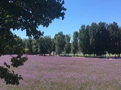 -紫海香堤香草艺术庄园