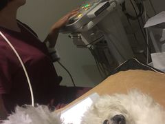-美联众合动物医院·24h转诊中心