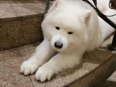 -more than meow吴止猫主题餐厅(承德 中船汇店)