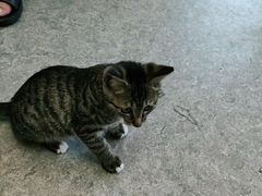 -安安宠医·安宠宠物医院