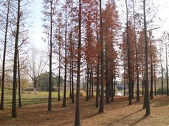 -无锡梁鸿湿地丽笙度假酒店·流觞西餐厅