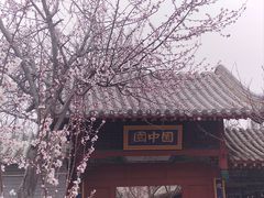 -桃花堤公园