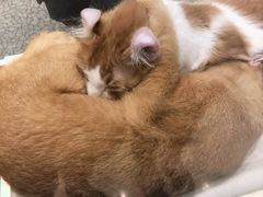 -momokira米努特·德文卷毛猫·棉花面纱犬