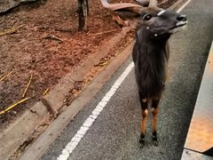 -清迈夜间动物园