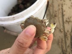 -东郊椰林