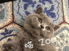 -喵zoo家庭繁育猫舍(尖东智能花园店)