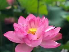 -陈家山荷花公园
