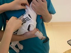 -瑞派宠物医院·24小时骨科·心脏·核磁(哈尔滨南岗店)