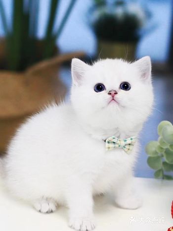 我终于猫啦 哆哆是一只英短银点,是银渐层的重点色