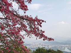 -风云岭森林公园