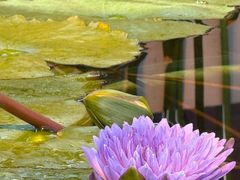 -国家植物园南园