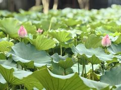 -陈家山荷花公园