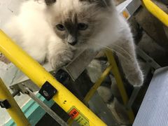 -猫咪博物馆(顶澳仔猫街店)