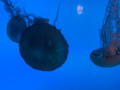 -太平洋海底世界