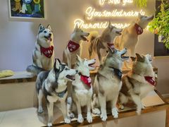 -Husky Go! 哈士奇体验馆·宠物咖啡厅狗咖