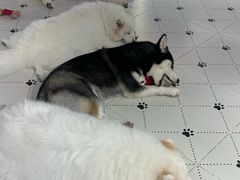 -毛绒耶耶撸宠馆·猫咖·狗咖·荷兰猪咖