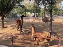 -辛玛王国游乐园