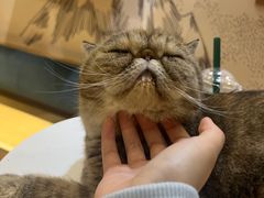 -滚猫咖啡·猫咖·猫友好撸猫(未来城店)