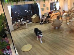 -Husky Go! 哈士奇体验馆·宠物咖啡厅狗咖