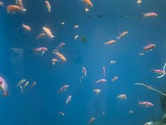 -鹿儿岛水族馆