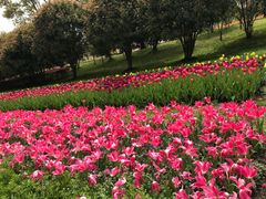 -上海鲜花港