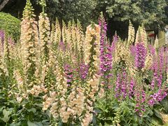 -松山湖梦幻百花洲