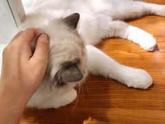 -猫小院猫主题餐厅(三里屯店)