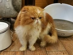 -more than meow吴止猫主题餐厅(承德 中船汇店)