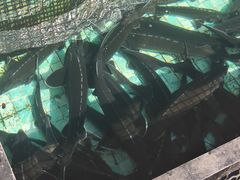 -京北渔家傲