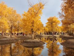 -金塔沙漠胡杨林景区