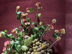 -滇野云南野生菌餐厅(陕西南路店)