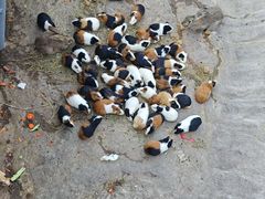 -西霞口神雕山野生动物世界