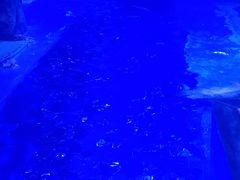 -上海海昌海洋公园-冰山北极馆