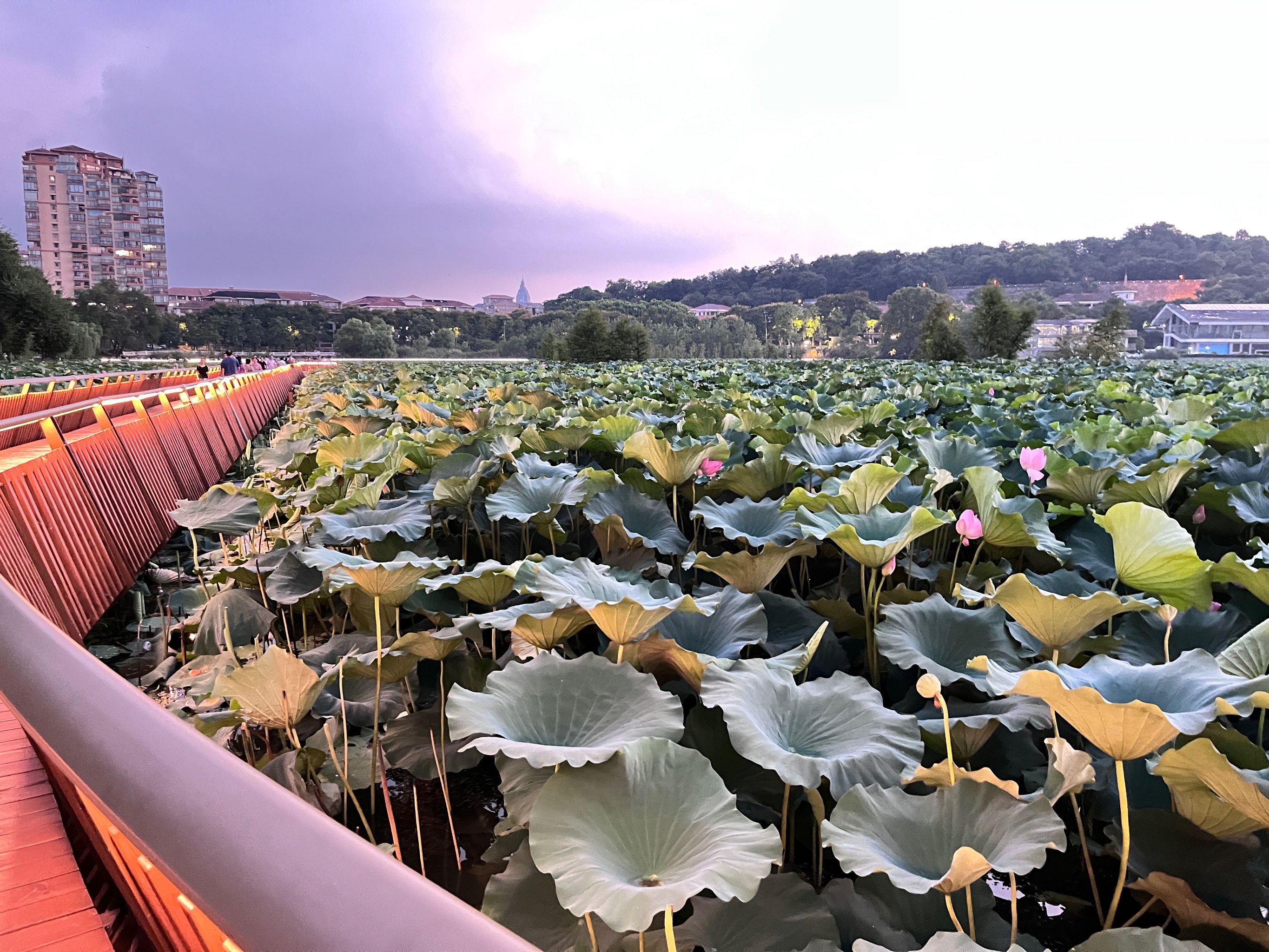 大同云门花海网红桥图片