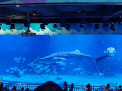 -烟台海昌鲸鲨海洋公园