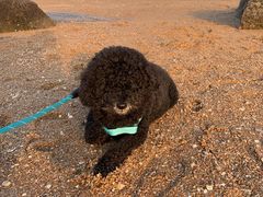 -日照灯塔风景区