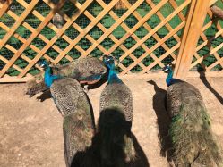 -萌宠亲子动物乐园(槐房万达店)