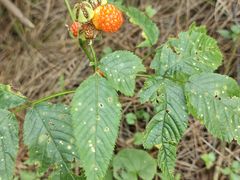 -武陵山森林公园