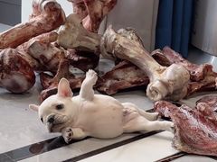 -爱侣宠医·鹦鹉专科·小型哺乳类·异宠专科(灵石路店)