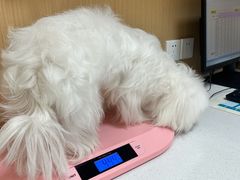 -瑞派康怡24h宠物医院·犬猫医疗中心·微创绝育(瑞景分院)