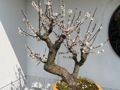 -香雪海