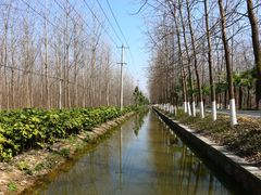 -合肥滨湖国家森林公园