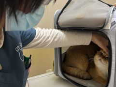 -爱妮康宠物医院·干细胞免疫细胞·肿瘤·心脏(张江店)