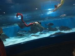 -苏州海洋馆