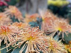 -杭州植物园
