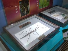 -上海昆虫博物馆