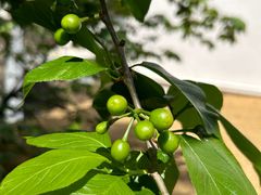 -云里小坐·小院里·团建·宴请·下午茶(三圣乡店)