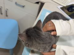 -佳雯宠物医院·皮肤科·内外科(春晓路分院)